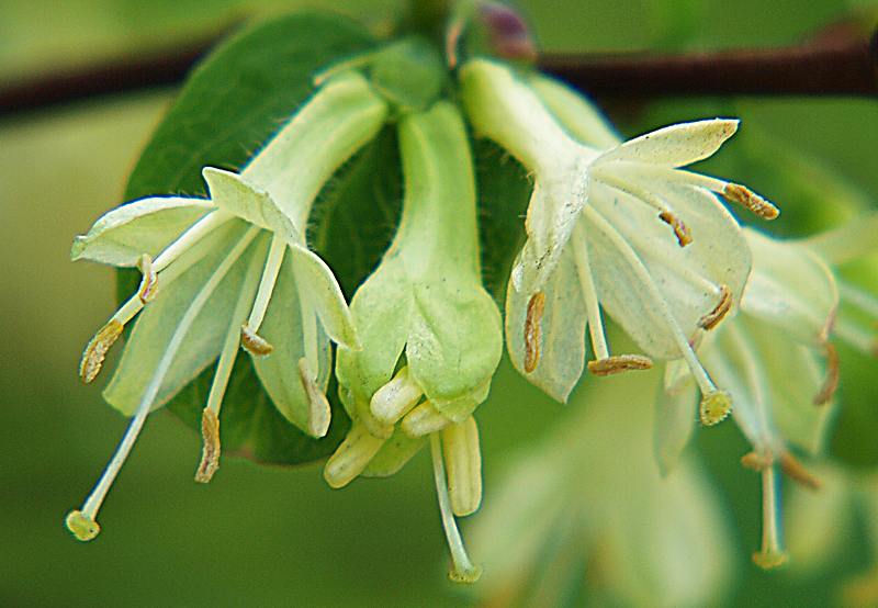 Image of Lonicera caerulea specimen.