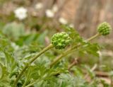 Adonis amurensis