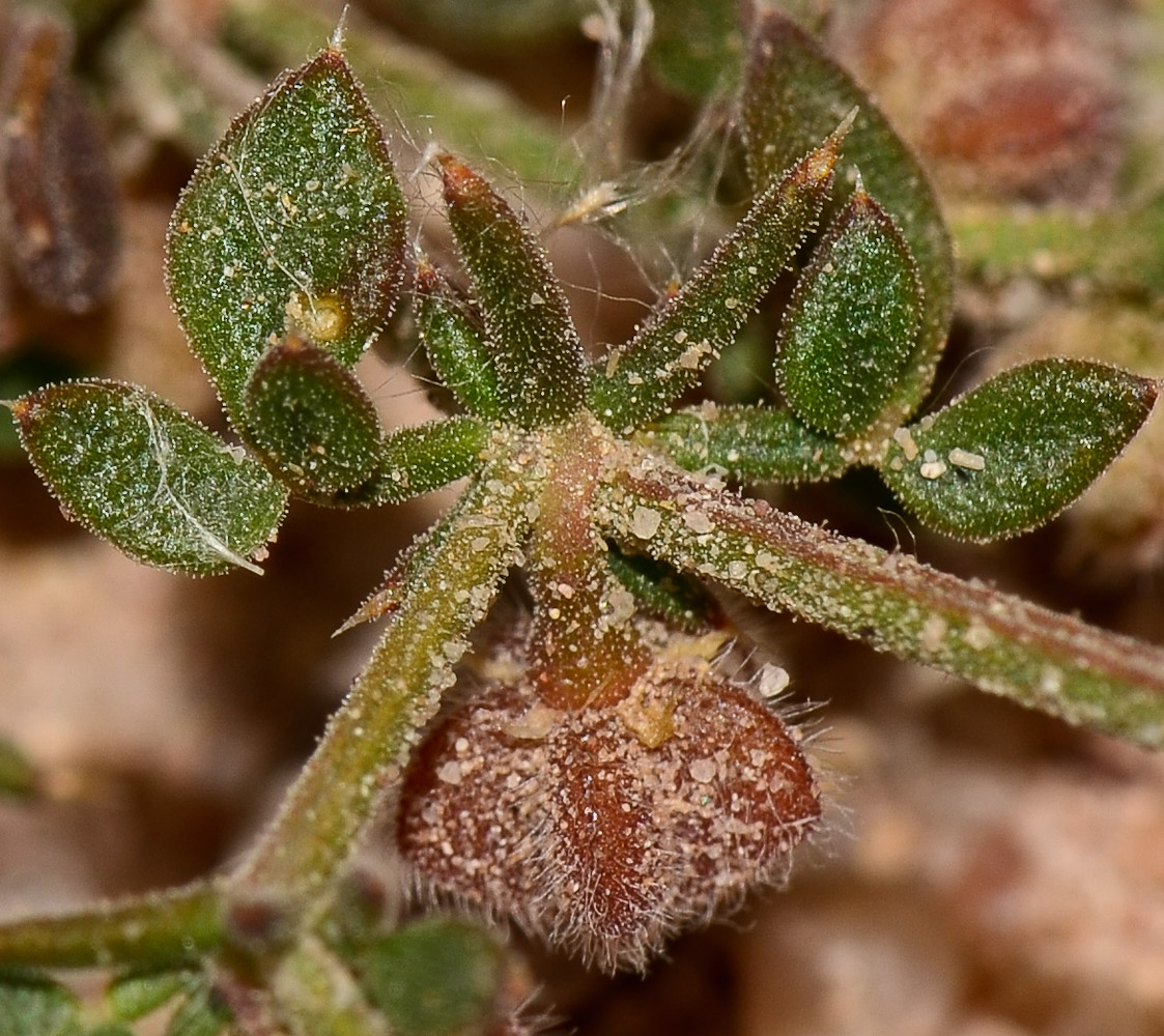 Image of Fagonia glutinosa specimen.