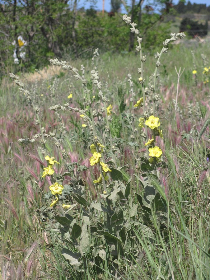 Image of Verbascum undulatum specimen.