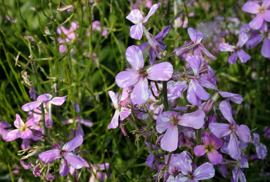 Image of Hesperis matronalis specimen.