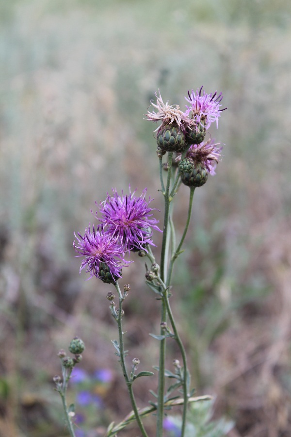 Изображение особи Centaurea apiculata.