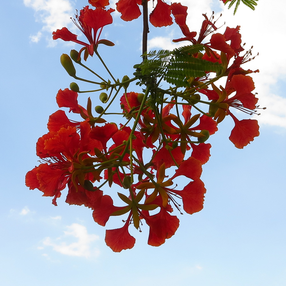 Image of Delonix regia specimen.