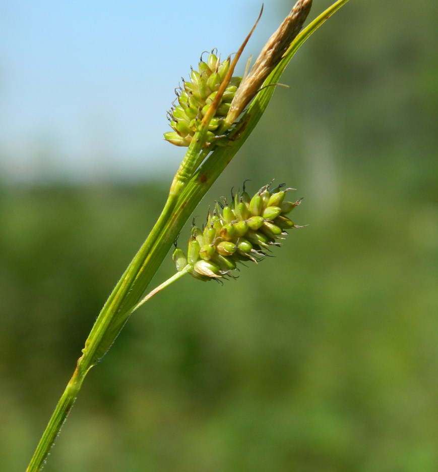 Image of Carex pallescens specimen.