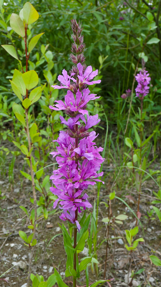 Image of Lythrum salicaria specimen.