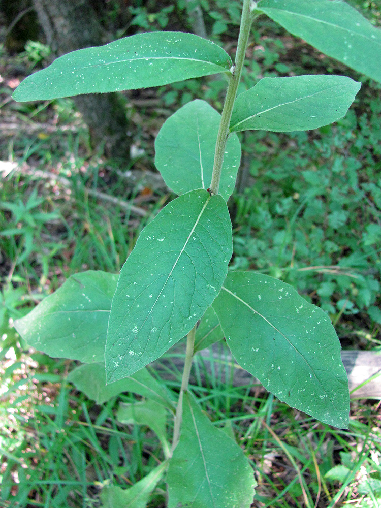 Image of Inula conyza specimen.