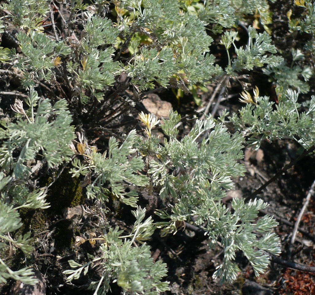 Image of Artemisia frigida specimen.