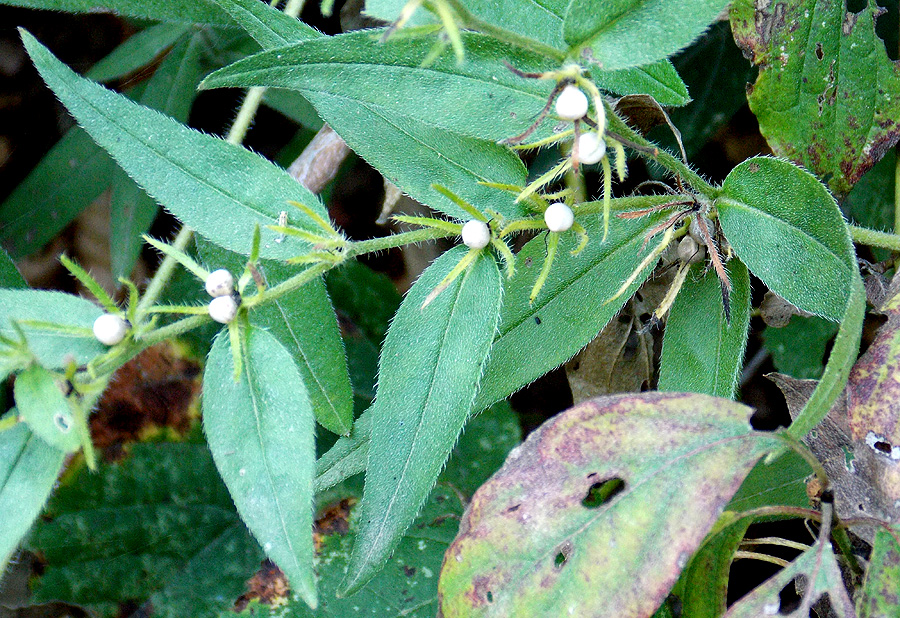 Image of Aegonychon purpureocaeruleum specimen.