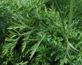 Смотреть изображение Daucus sativus