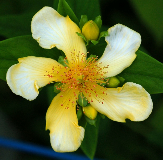 Image of Hypericum ascyron specimen.