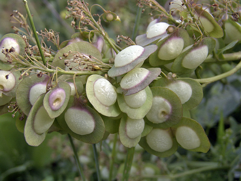 Image of Megacarpaea orbiculata specimen.