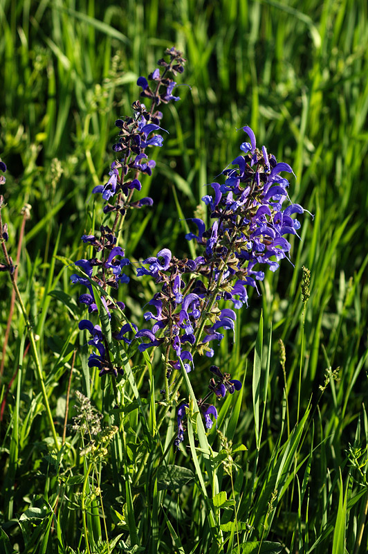 Изображение особи Salvia pratensis.