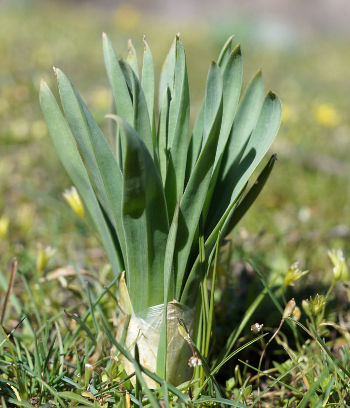 Image of Eremurus cristatus specimen.