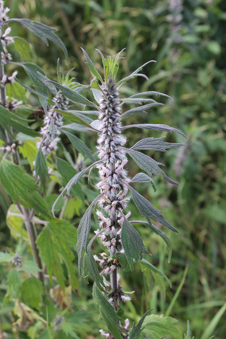 Изображение особи Leonurus quinquelobatus.