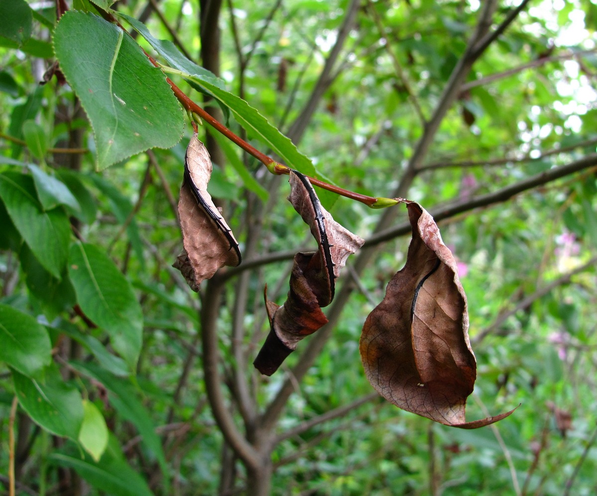 Image of Salix pentandra specimen.