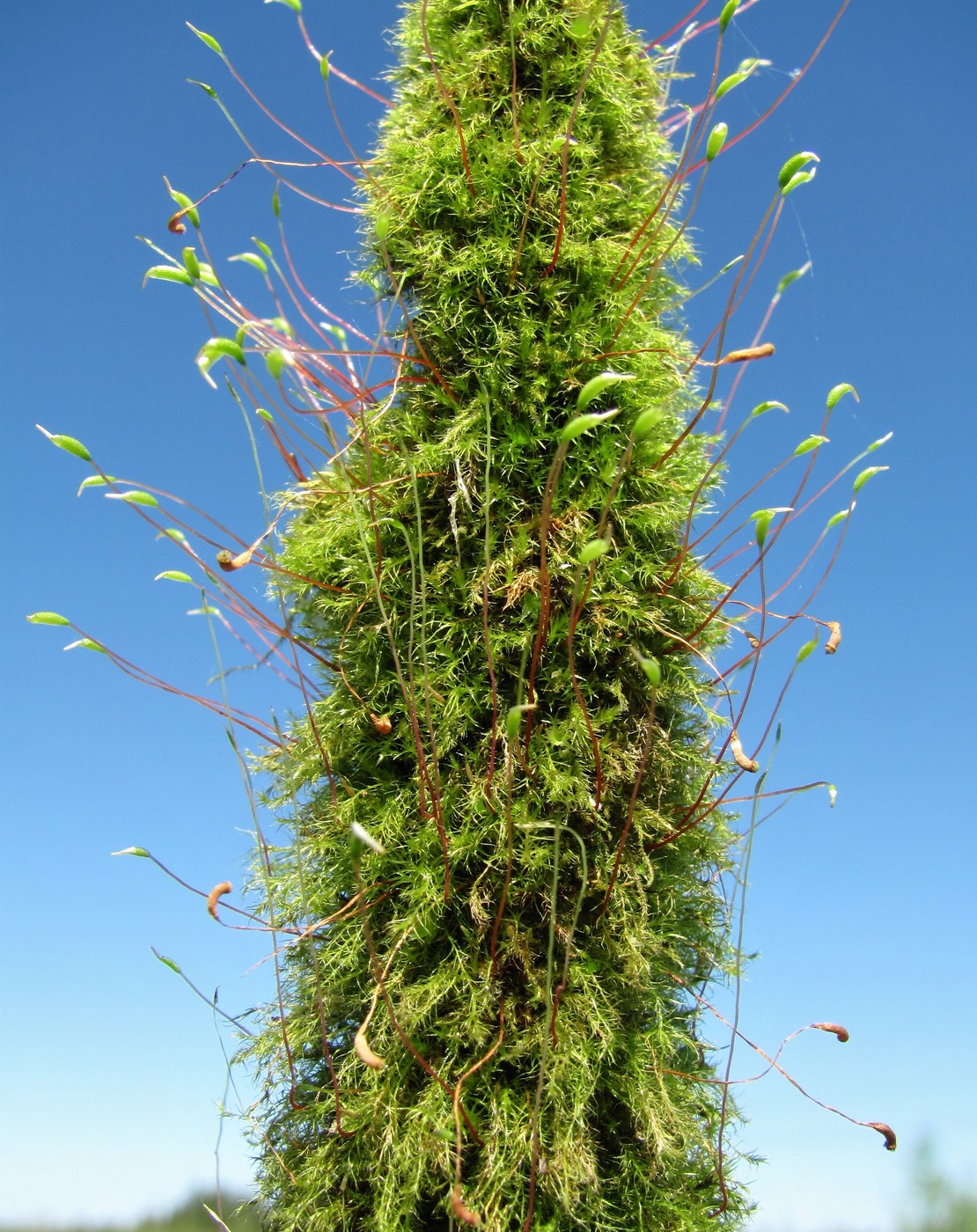 Image of class Bryopsida specimen.