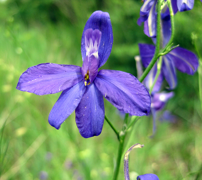 Image of Delphinium consolida specimen.