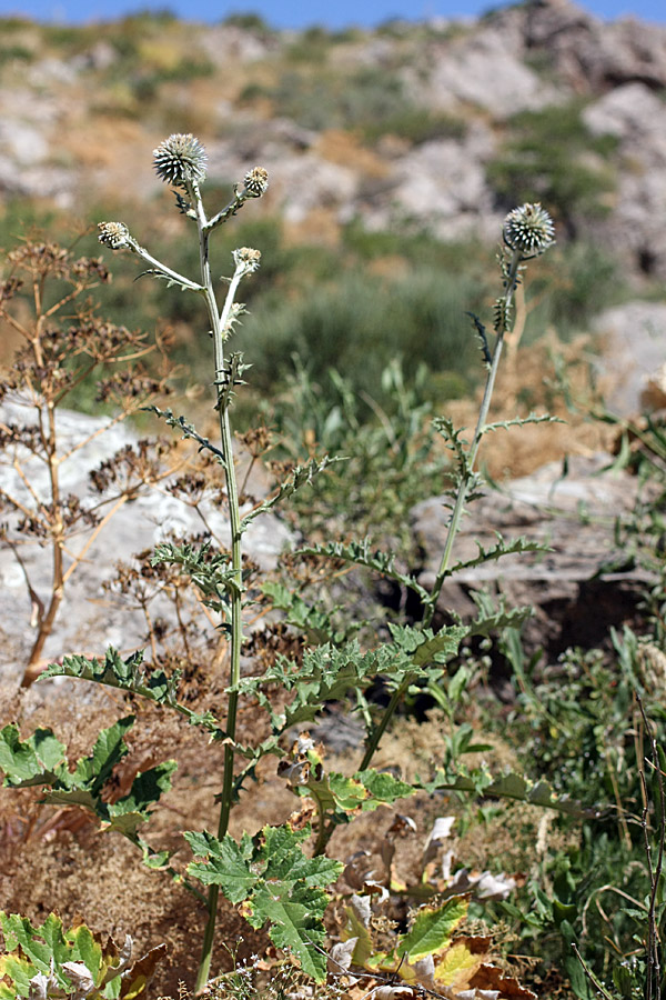 Изображение особи Echinops talassicus.