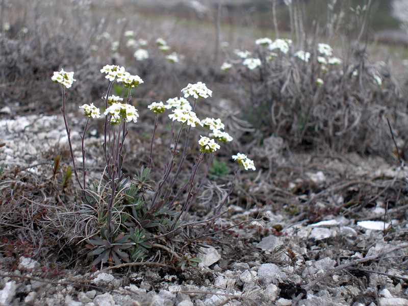 Изображение особи Schivereckia podolica.