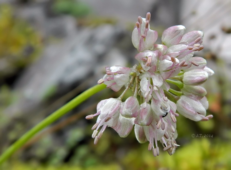 Изображение особи Allium splendens.