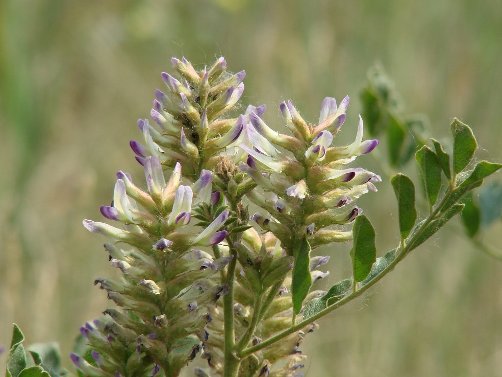 Image of Glycyrrhiza grandiflora specimen.