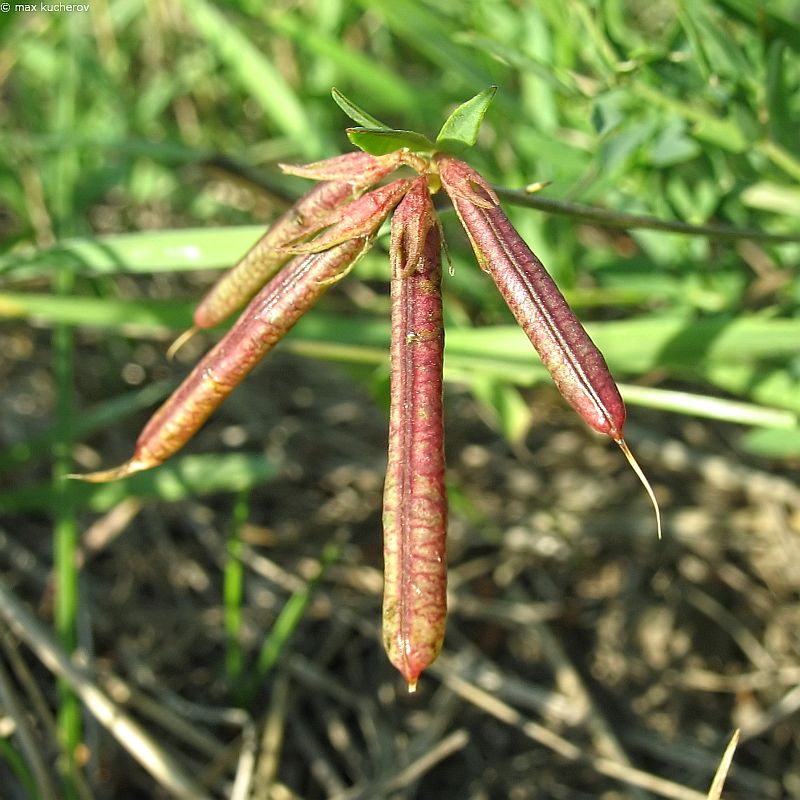 Image of Lotus corniculatus specimen.