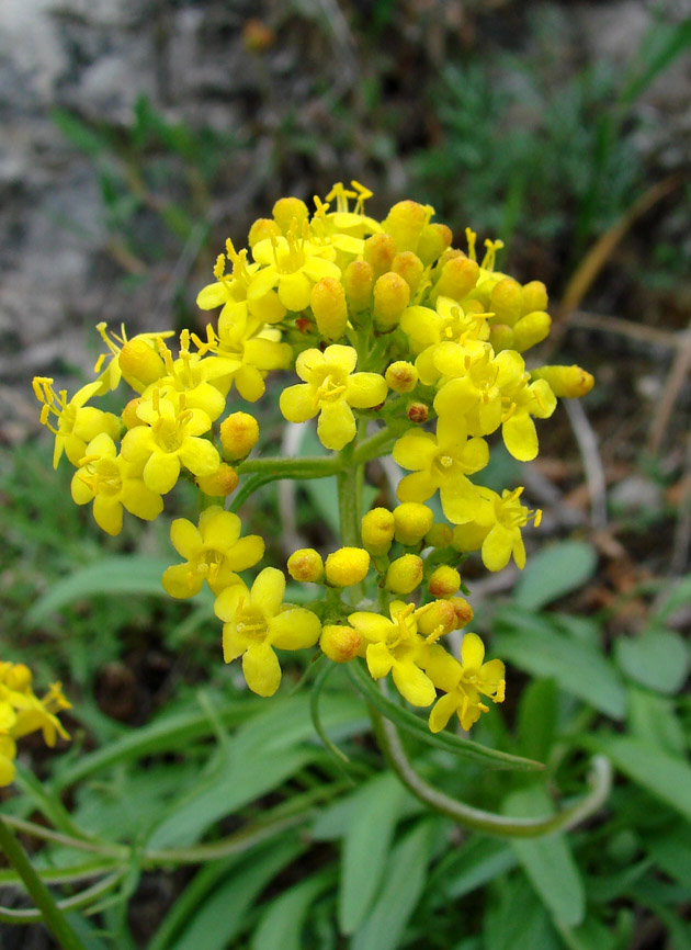 Image of Patrinia sibirica specimen.