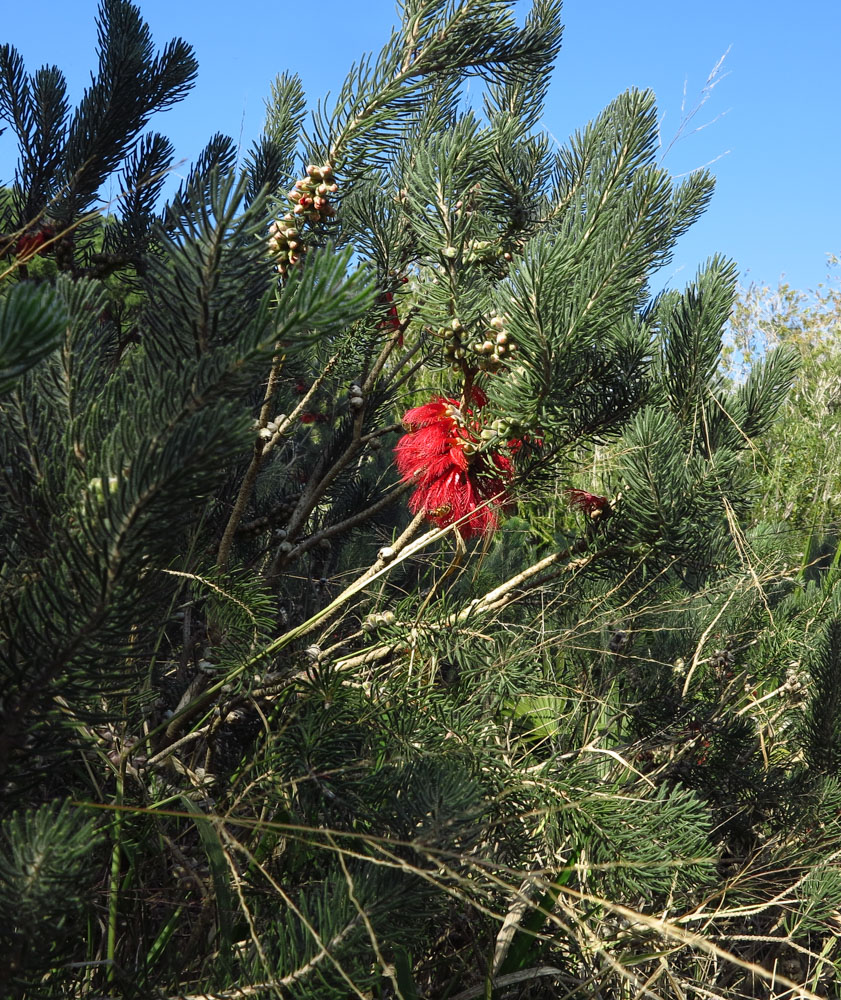 Image of Calothamnus villosus specimen.