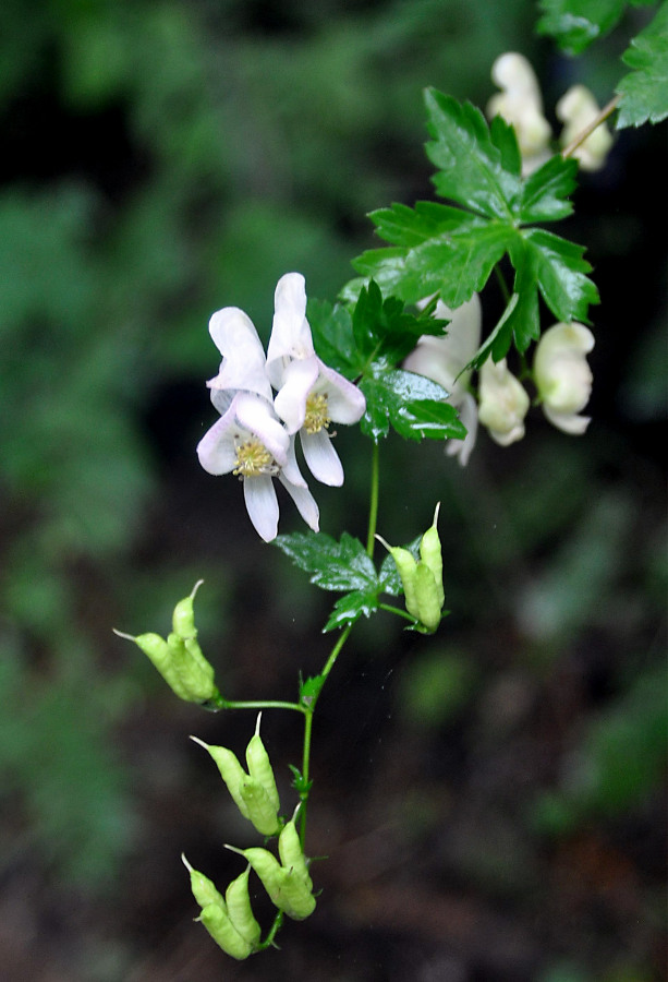 Image of genus Aconitum specimen.