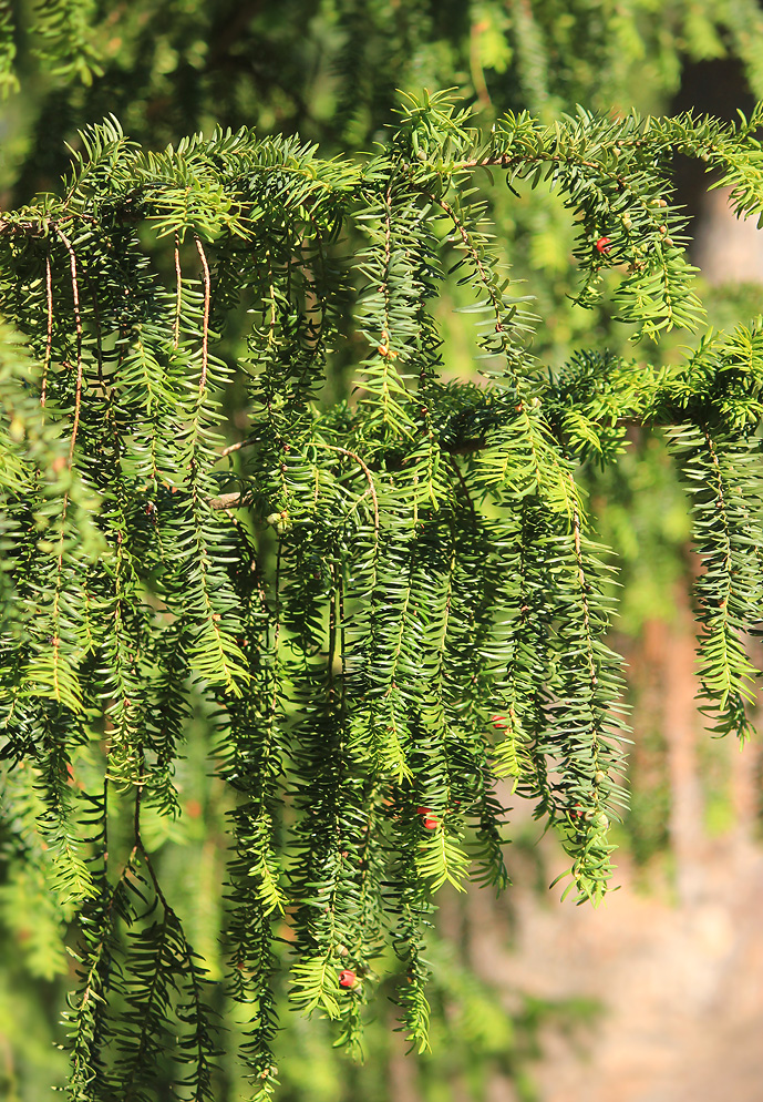 Image of Taxus baccata specimen.