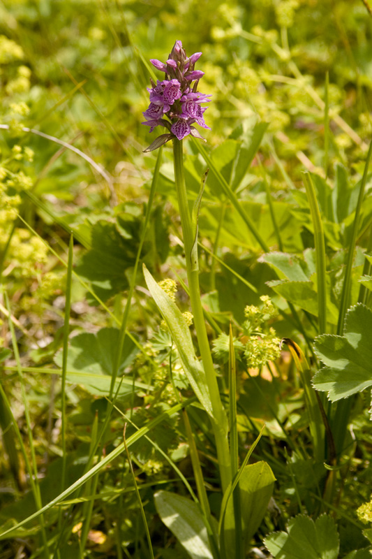 Image of Dactylorhiza sibirica specimen.