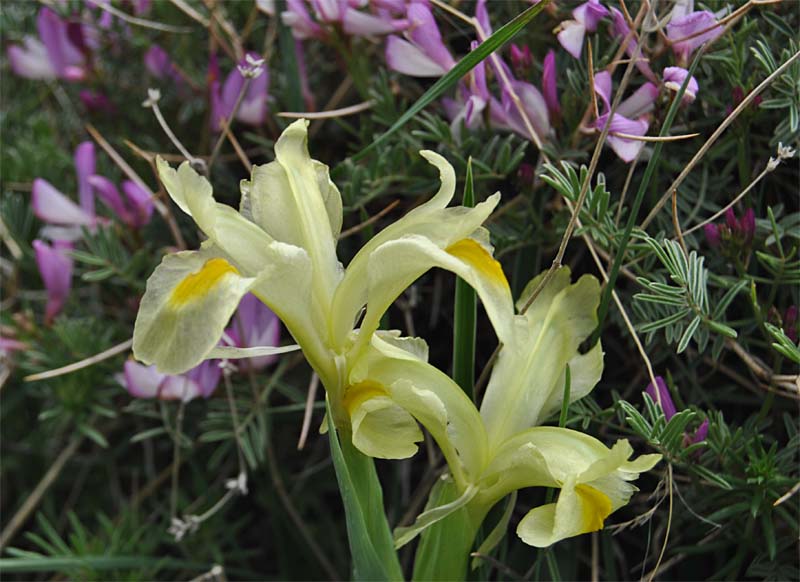 Image of Juno caucasica specimen.