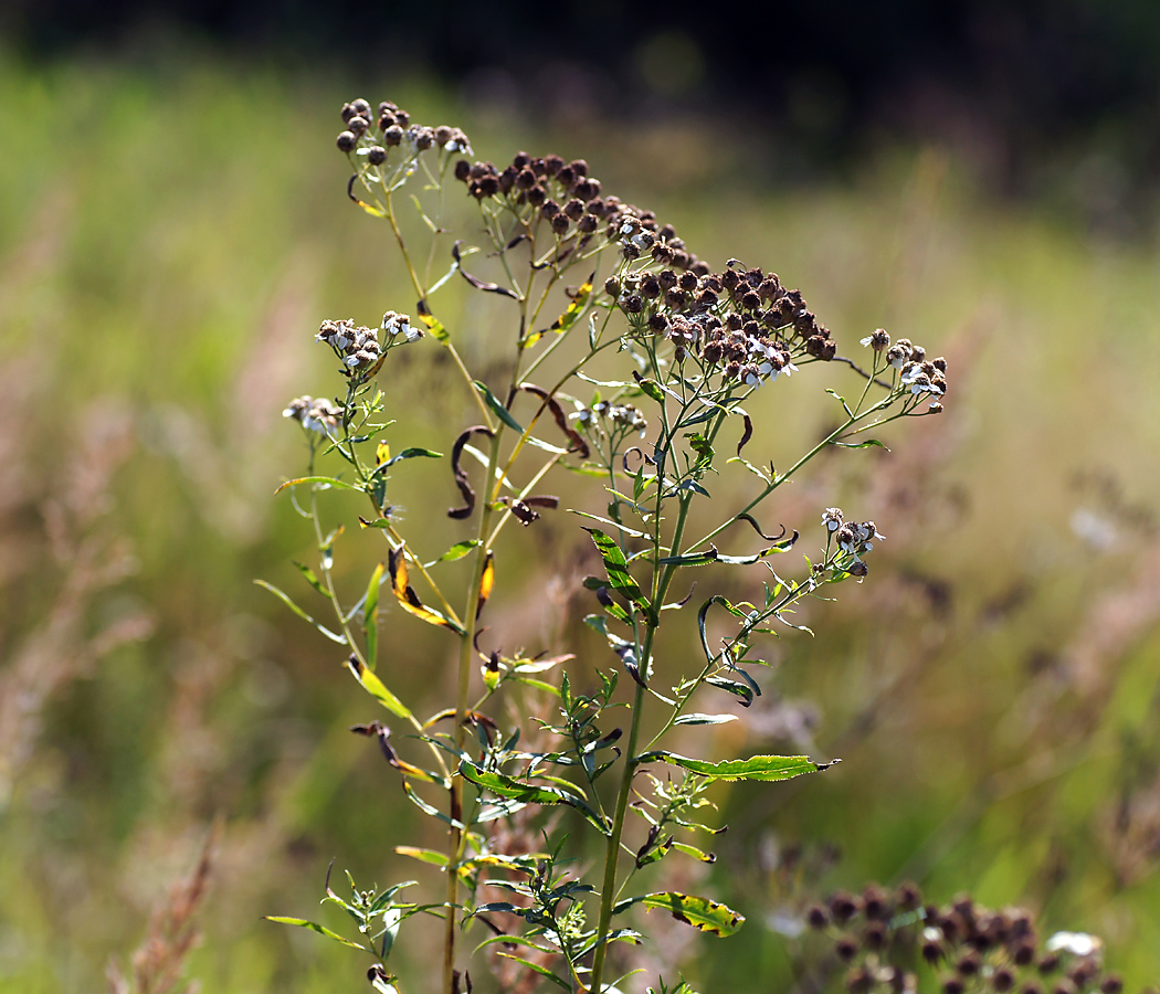 Image of Achillea cartilaginea specimen.