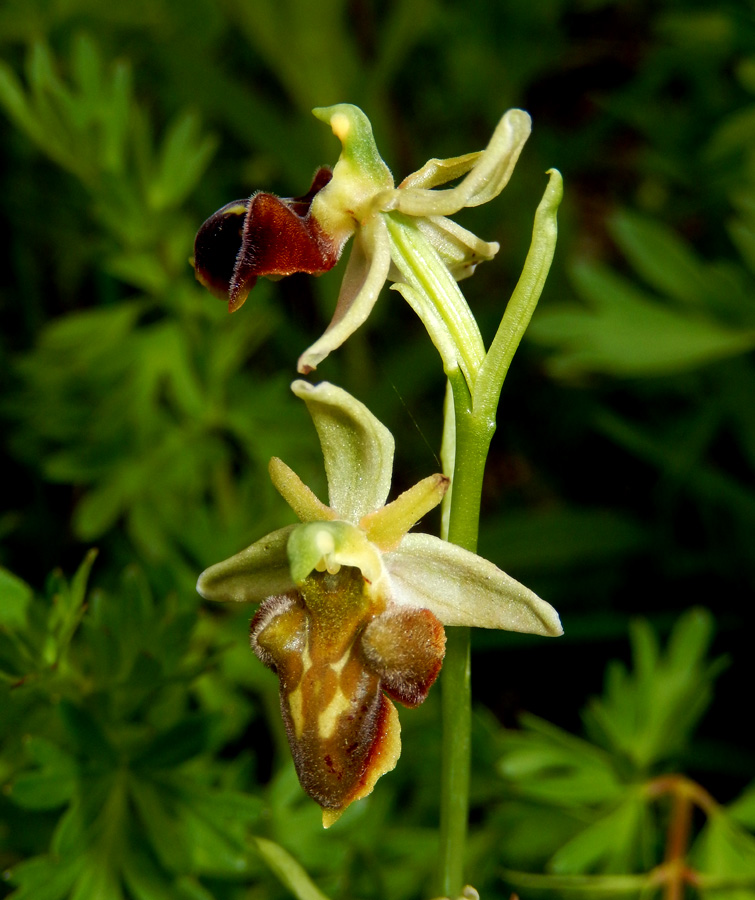 Image of Ophrys mammosa ssp. caucasica specimen.