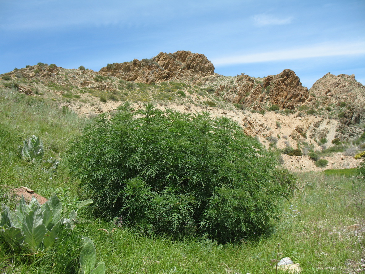 Image of Urtica cannabina specimen.