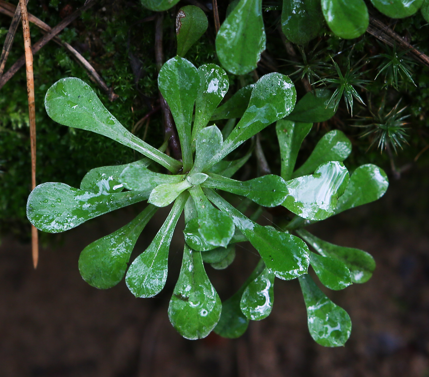 Изображение особи Antennaria dioica.