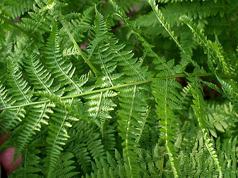 Image of Athyrium filix-femina specimen.