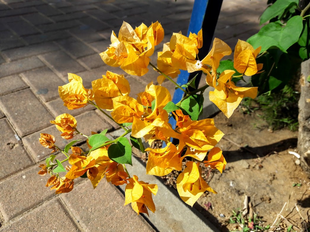 Image of genus Bougainvillea specimen.