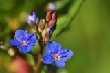 Veronica beccabunga подвид muscosa