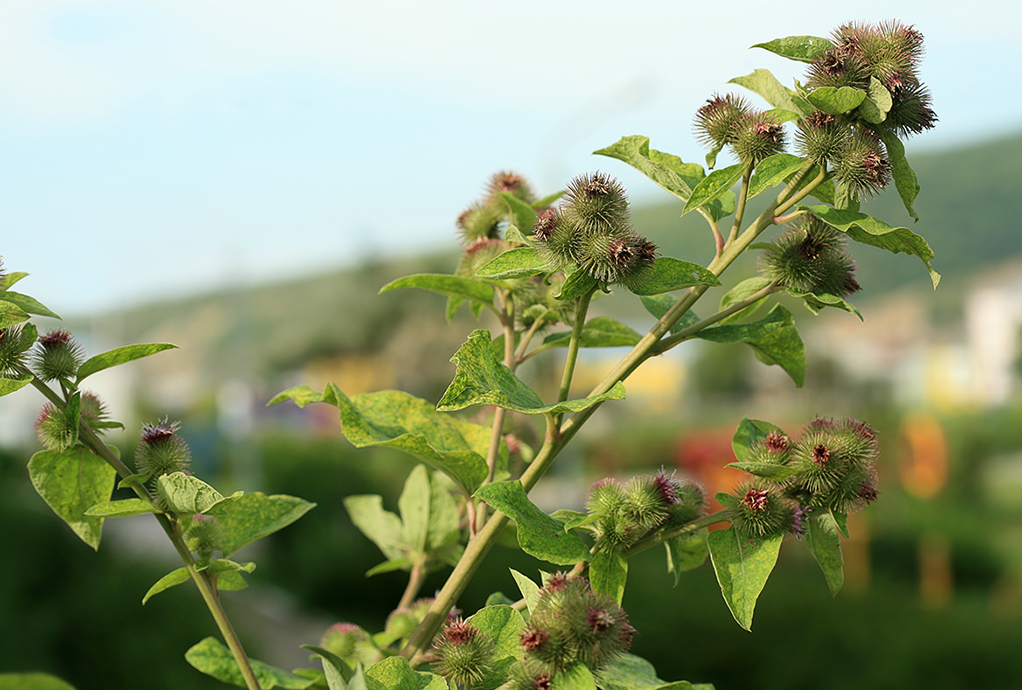 Image of Arctium minus specimen.