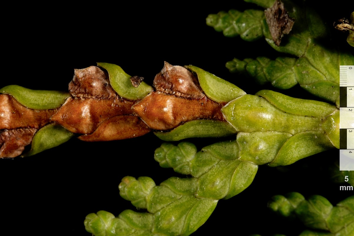 Image of Thuja occidentalis specimen.