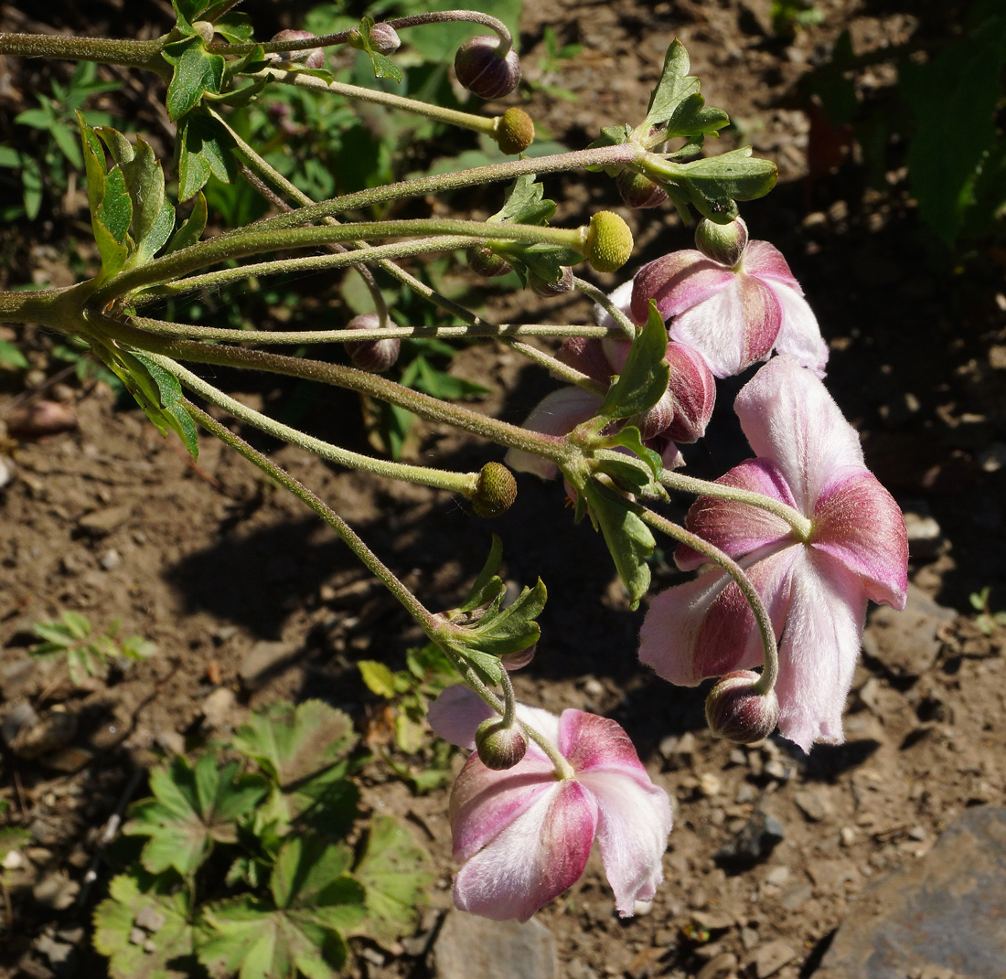 Изображение особи Anemone hupehensis.