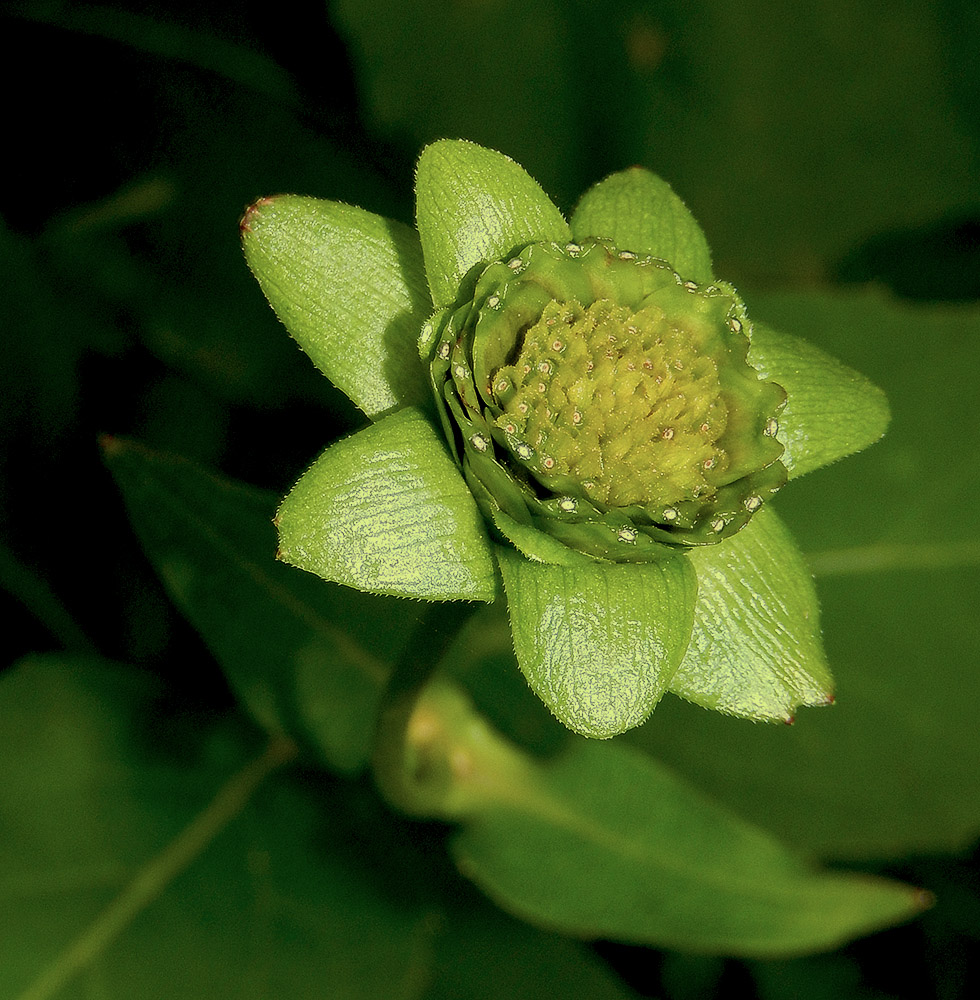 Image of Silphium perfoliatum specimen.