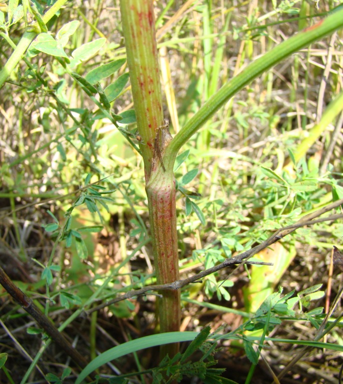 Image of Rumex thyrsiflorus specimen.