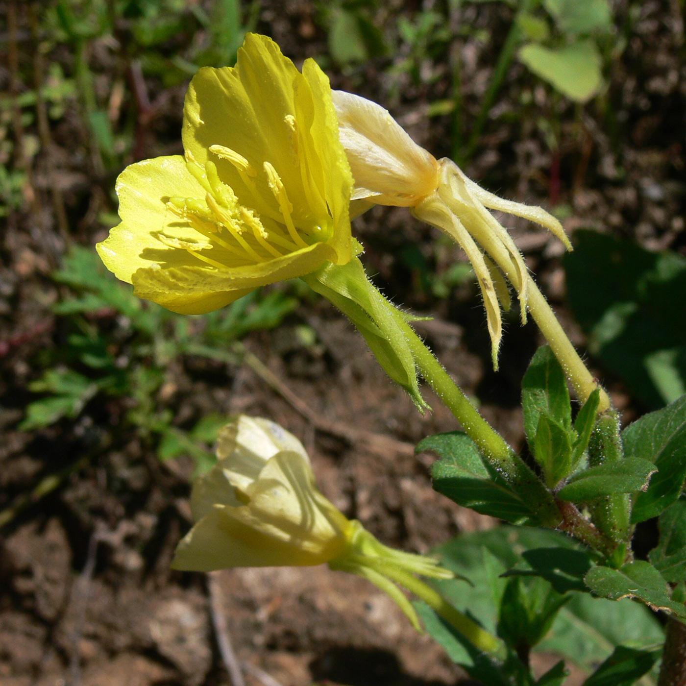 Изображение особи Oenothera rubricaulis.