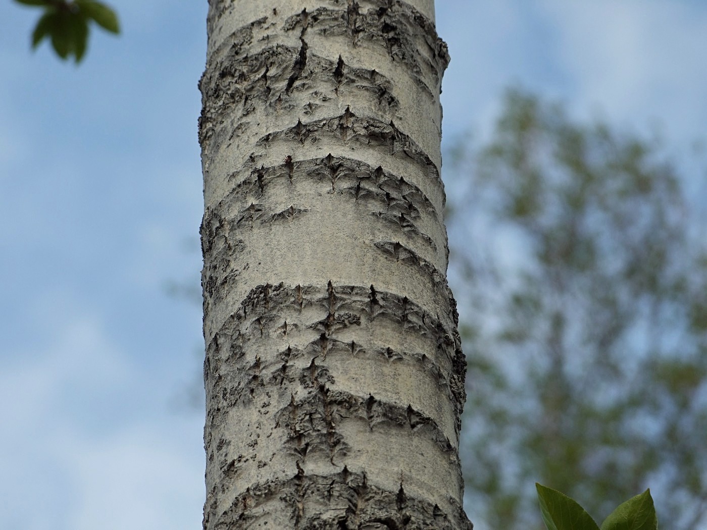 Image of Populus suaveolens specimen.