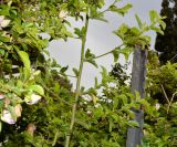 Grewia occidentalis. Часть ветви. Израиль, Шарон, пос. Кфар Шмариягу, сквер, в культуре. 13.04.2017.
