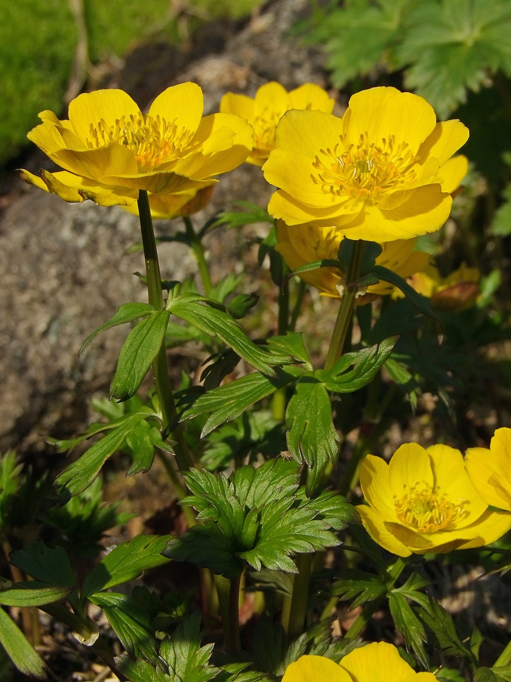 Изображение особи Trollius riederianus.