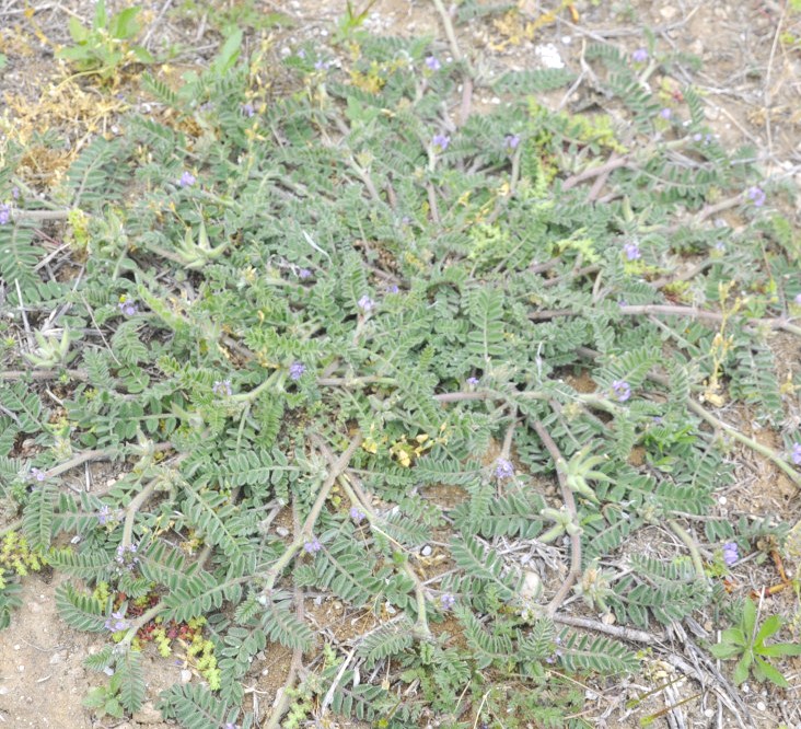 Изображение особи Astragalus sinaicus.