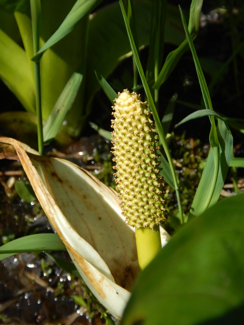 Изображение особи Lysichiton camtschatcensis.